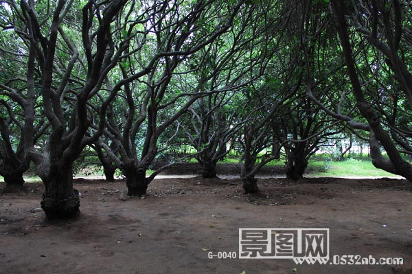 青岛中山公园桂花园