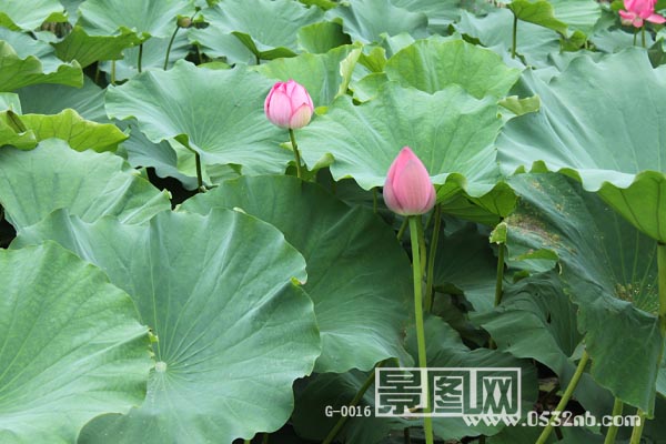 青岛中山公园小西湖荷花