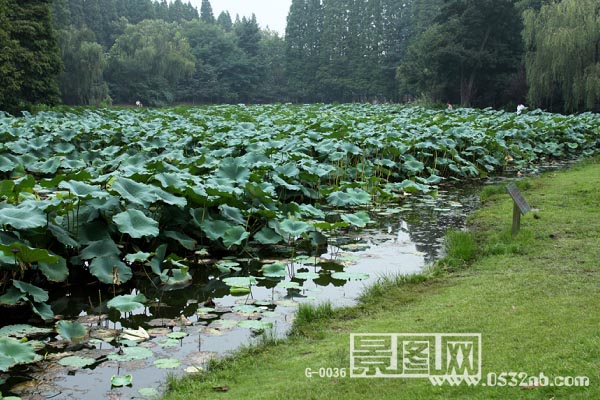 青岛中山公园荷花湾2