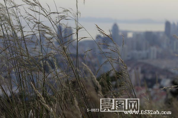 青岛浮山-随风而动的草穗