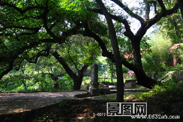 青岛荒草庵风景-老枫杨
