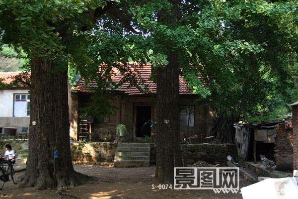 青岛荒草庵风景-雌雄银杏树