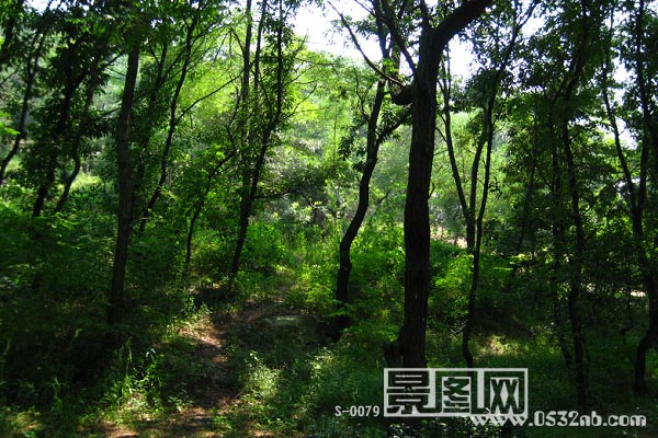 青岛荒草庵风景-周边茂密丛林2