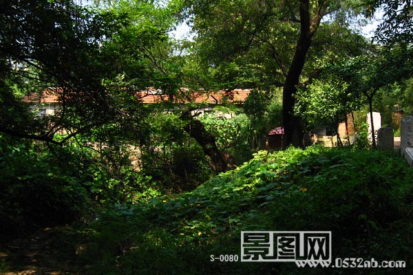 青岛荒草庵风景-周边茂密丛林3