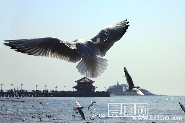 海鸥是天生的飞翔精灵