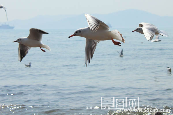 海鸥飞翔